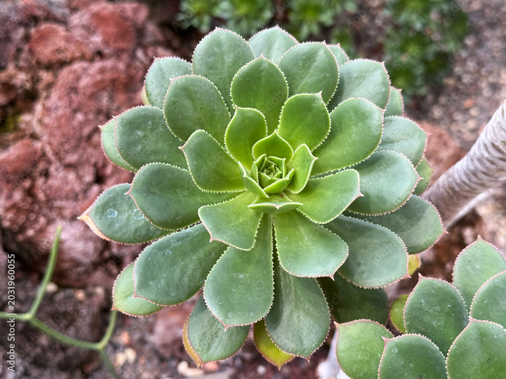 Fototapeta premium Bejeque rosado (Aeonium percarneum, syn. Aldasorea percarnea, syn. Sempervivum percarneum) - Botanical Garden of the University of Zurich, Switzerland