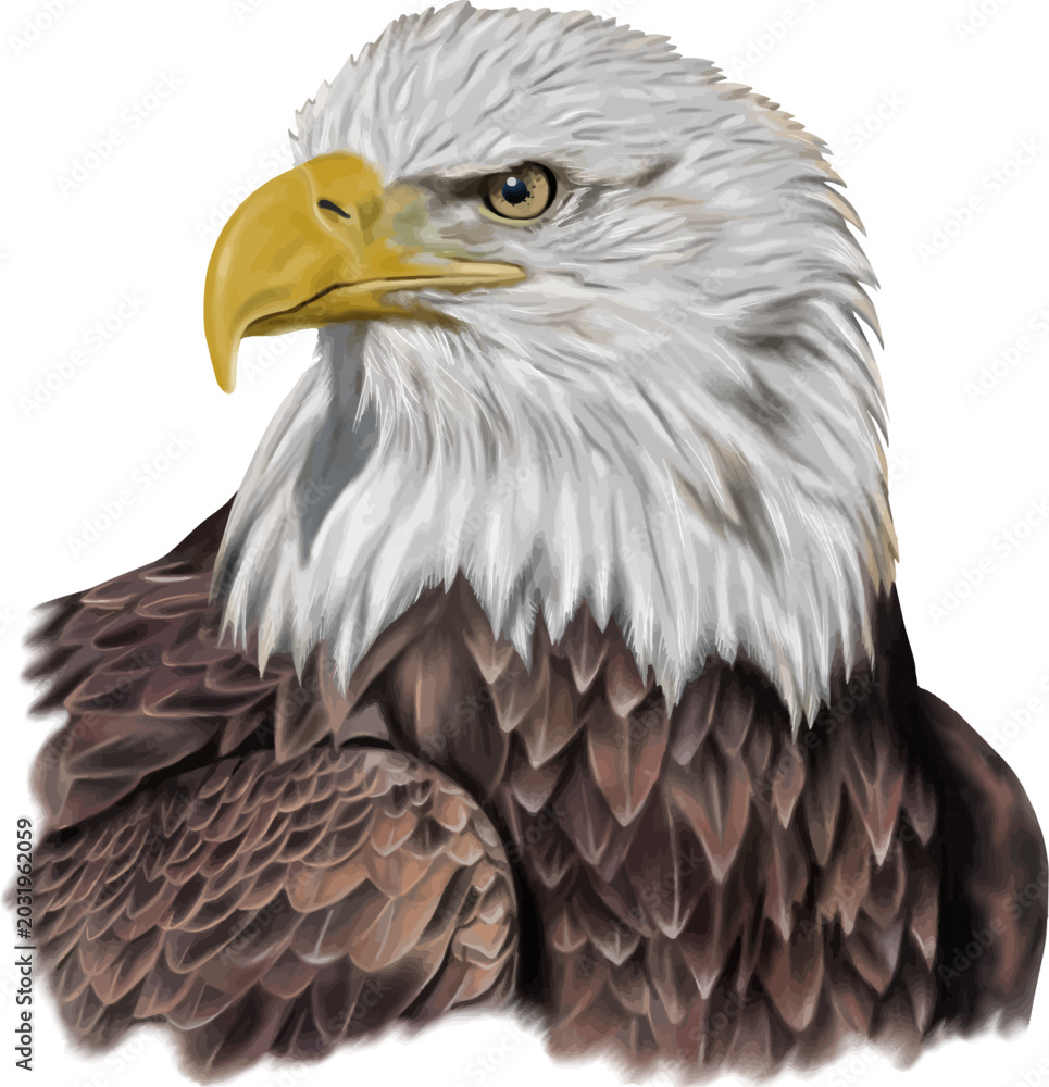 Obraz premium Realistic bald eagle portrait vector illustration representing strength and leadership.