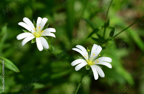 Two white star-shaped flowers with yellow centers in a green field stellaria plant macro