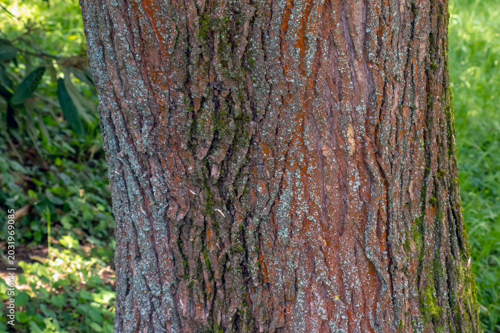 Obraz premium Close up macro texture of Paulownia tomentosa ornamental tree bark surface