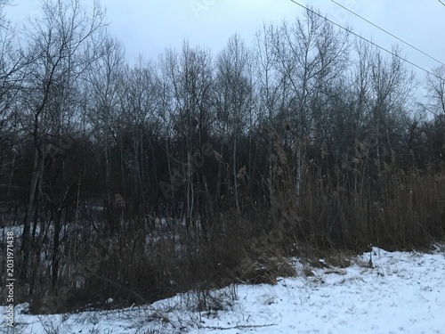 Photography Winter forest in the evening twilight, Poltava, 2021