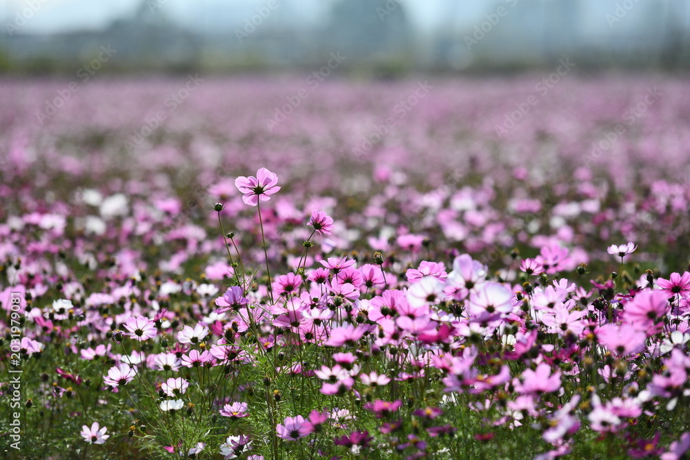 Obraz premium gesang flower field