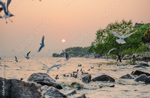 Photography wild animals in the sand