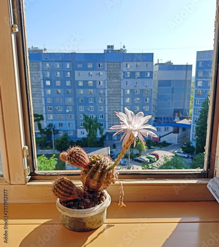 Schilderij op canvas For several hours a year, you can admire the fleeting flowering of a decorative cactus