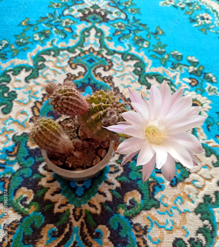 Photography The long-awaited and fleeting flowering of a home cactus against the background of colorful carpets
