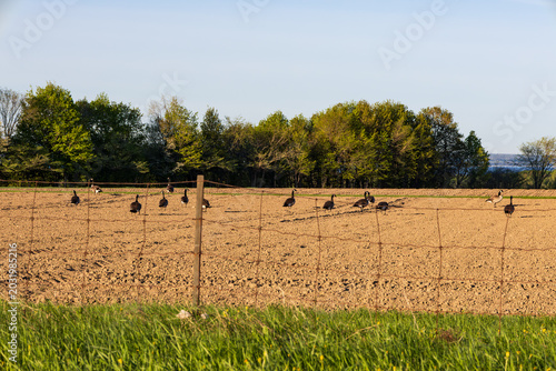 фотографія Flock of Canada geese seen through wire fence roaming a plowed field roosting fo