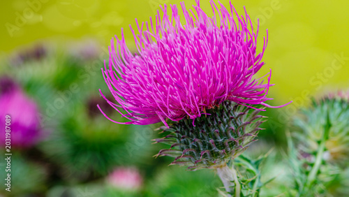Foto Bright pink thistle flower blooms in a garden during daytime in warm weather