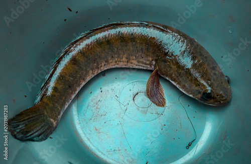 Freshwater Snakehead Fish in Blue Bucket