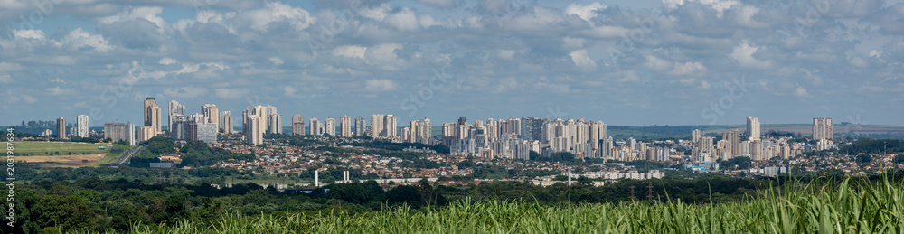 Fototapeta premium Close-up of green sugarcane field with Ribeirao Preto city skyline in the background