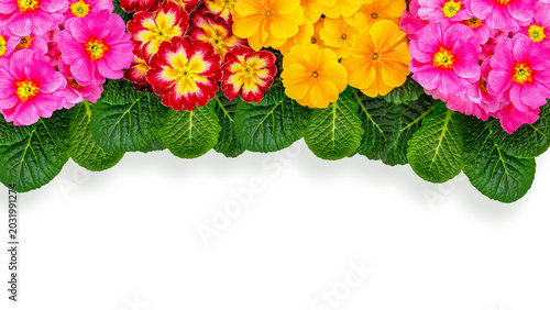 Photography Colorful flowers display at a garden in spring with primroses in various shades