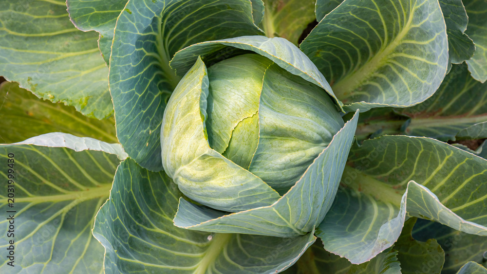 Obraz premium Cabbage grows in a garden under sunlight during the spring season with green leaves surrounding the center