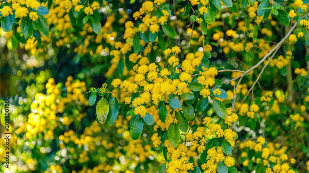 Obraz premium Bright yellow flowers blooming on a tree in a sunny garden during the spring season