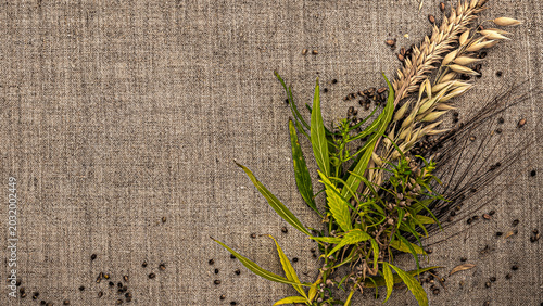 Plant materials and seeds arranged on a simple cloth surface in a natural setting during daylight hours