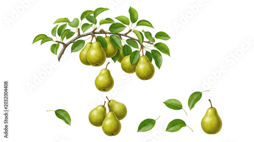 Realistic botanical illustration of green pears on a branch with individual pears and scattered leaves on a transparent background