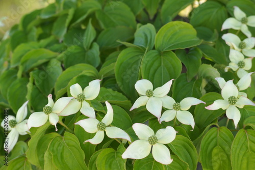 植物　花　公園　Park in the evening