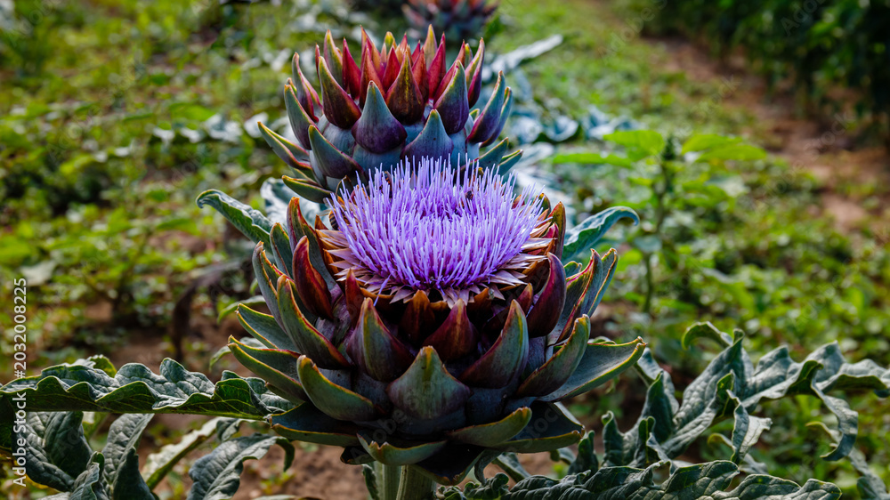 Fototapeta premium Artichoke flowers grow in a field during the day in a rural area for agriculture and farming