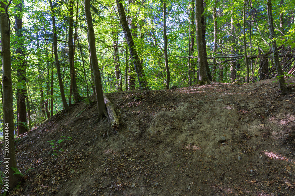 Fototapeta premium Wide shot of eroded dirt hill with tree roots on a lush forest ridge
