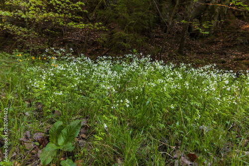 Photos Abundant carpet of white wildflowers blooming in shady green forest floor meadow