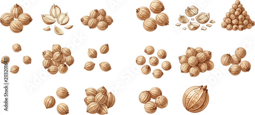 Tableau sur toile Various arrangements of whole and split coriander seeds, illustrating different forms of the spice