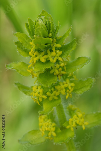 Closeup on a yellow flowering crosswort or smooth bedstraw , Cruciata laevipes