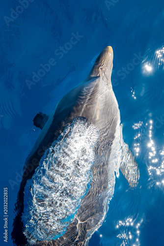 Fotografia detail of dolphin blowhole breathing on blue sea surface