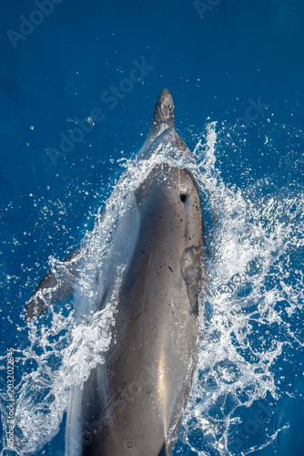 Photography detail of dolphin blowhole breathing on blue sea surface