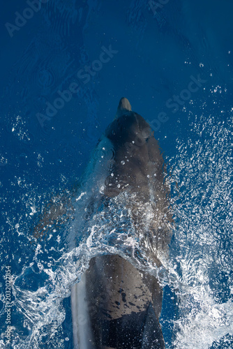 Fotografia detail of dolphin blowhole breathing on blue sea surface