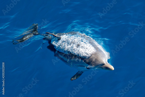 Valokuva detail of dolphin blowhole breathing on blue sea surface