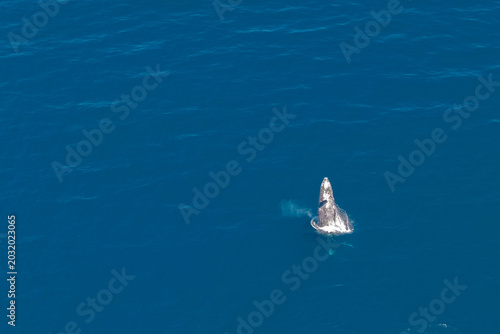 humpback whale drone shot while breaching out of Pacific Ocean off the coast of Cabo San Lucas, Baja California
