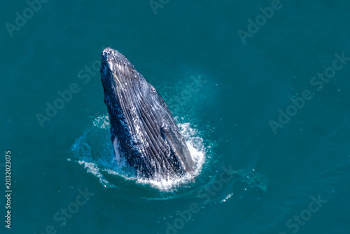 humpback whale drone shot while breaching out of Pacific Ocean off the coast of Cabo San Lucas, Baja California