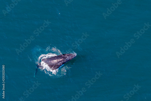 humpback whale drone shot while breaching out of Pacific Ocean off the coast of Cabo San Lucas, Baja California