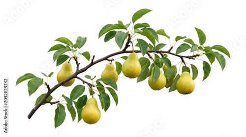 Ripe yellow pears hanging from a leafy tree branch on a transparent background