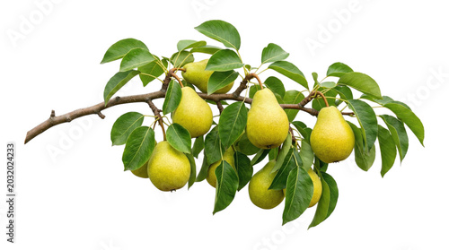 Branch laden with ripe yellow pears and glossy green leaves against a transparent background