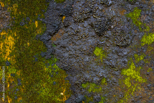 Textured green moss on old damp stone wall background. Rough wet rock surface with natural grunge pattern.