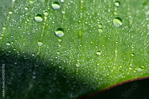 Bild auf Leinwand Two parallel lines of water droplets on banana leaf