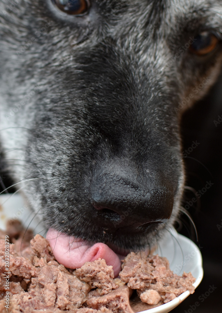 Obraz premium Elderly dog ​​eating wet food