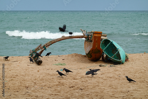 Outrigger canoe known as oruwa used by Sinhalese fishermen pulled up on beach with black birds all around, Tangalle, Sri Lanka