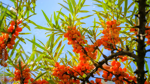 Bright sea buckthorn berries grow on branches under blue sky in the afternoon sunlight in a natural setting