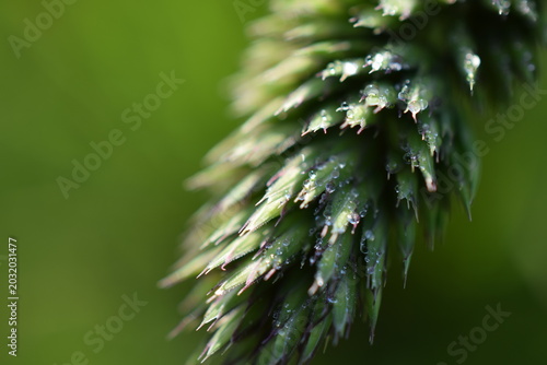 Pflanze Macro