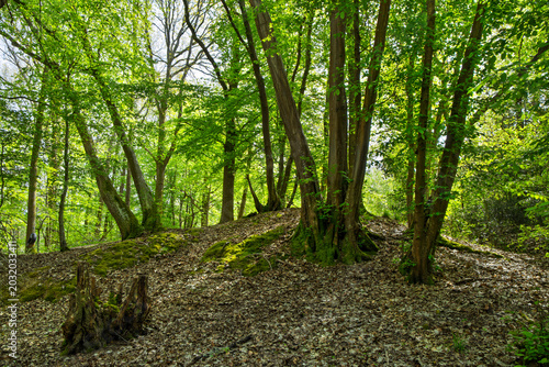 Beech tree woodland in spring, Sussex, England, United Kingdom, Europe