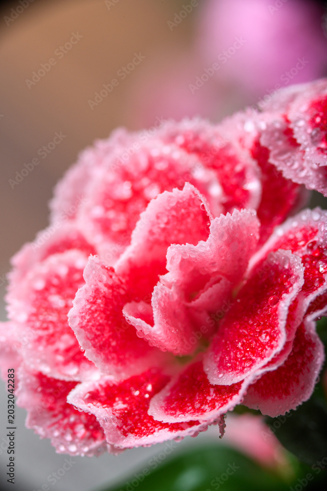 Fototapeta premium Collection of Dianthus Flowers with Dew Drops in Bloom. Red and Pink Carnation Macro Set