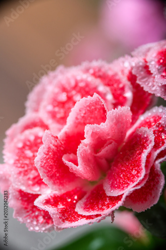 Collection of Dianthus Flowers with Dew Drops in Bloom. Red and Pink Carnation Macro Set