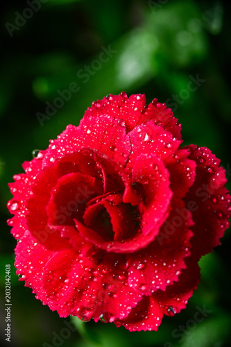 Collection of Dianthus Flowers with Dew Drops in Bloom. Red and Pink Carnation Macro Set