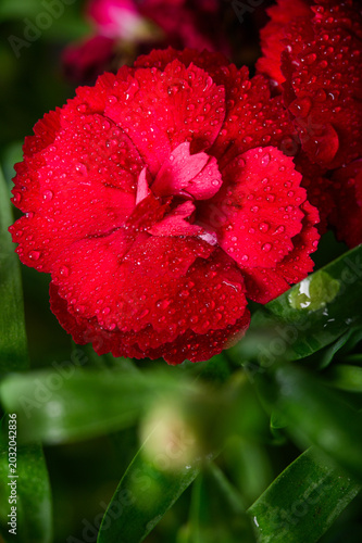 Collection of Dianthus Flowers with Dew Drops in Bloom. Red and Pink Carnation Macro Set