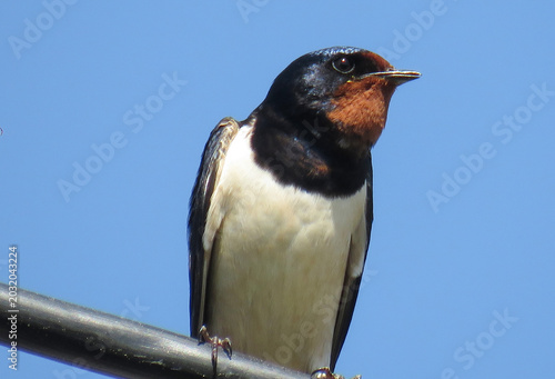 A swallow is perched on an electric cable