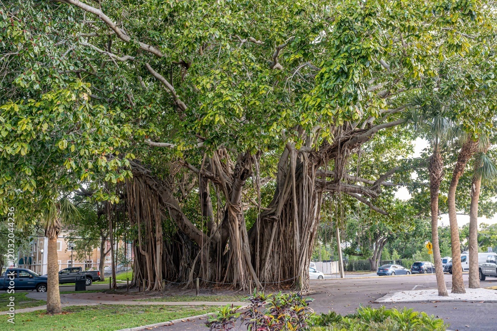 Obraz premium st. petersburg, florida