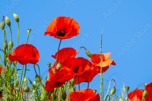 Common poppies / red poppy / corn poppies (Papaver rhoeas) flowering in meadow / grassland showing buds and flowers in spring