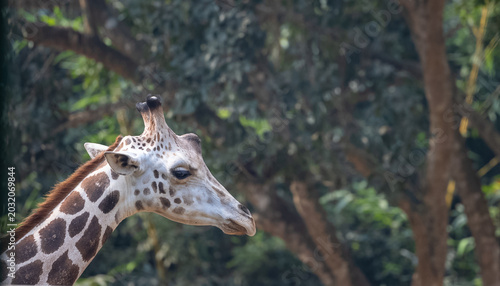 Photos Giraffes (genus Giraffa) in wild forest park.