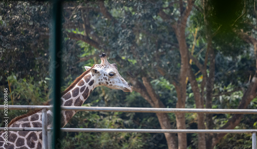 Canvas-taulu Giraffes (genus Giraffa) in wild forest park.
