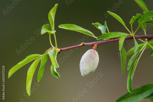 Fotografía Immature green almond on almond tree branch with fresh leaves,alloza or almendruco